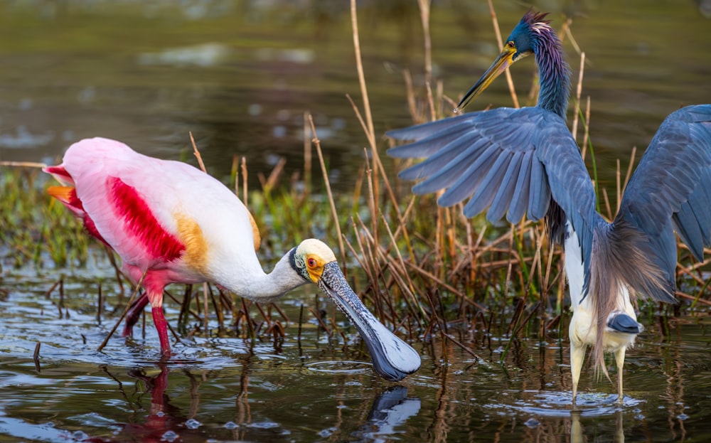 a couple of birds that are standing in the water