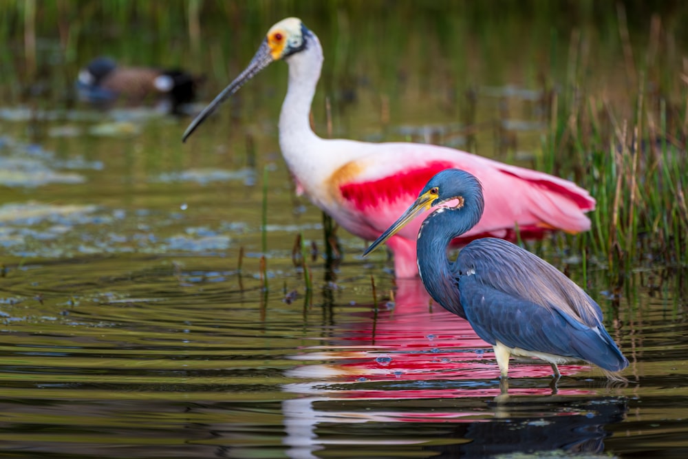 a couple of birds that are standing in the water