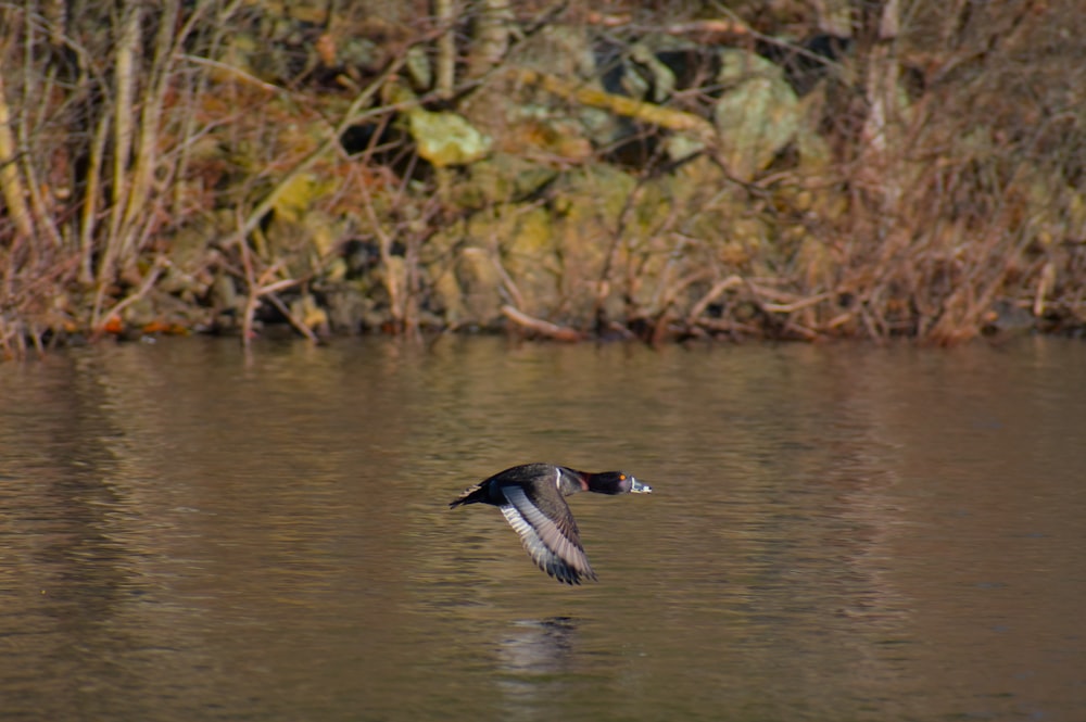 a bird flying over a body of water