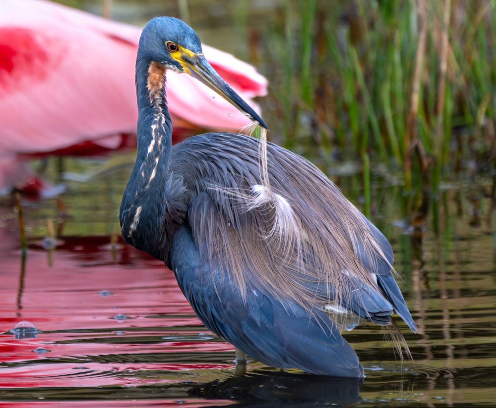 un pájaro con un pico largo parado en el agua