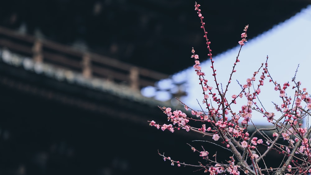 a tree with pink flowers in front of a bridge