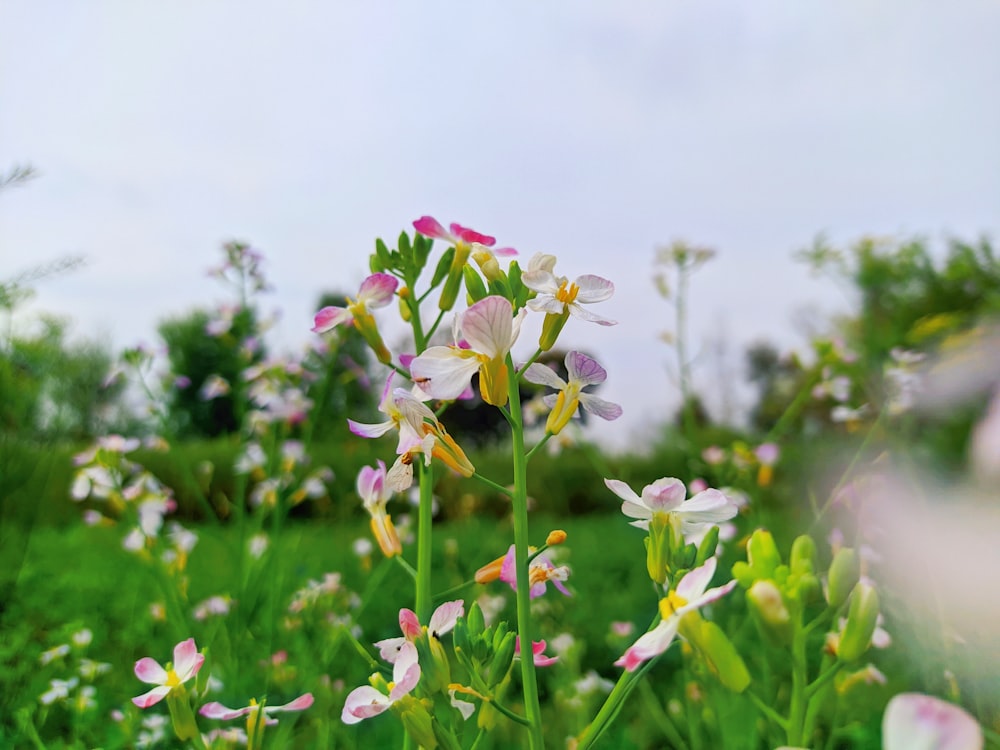 a bunch of flowers that are in the grass