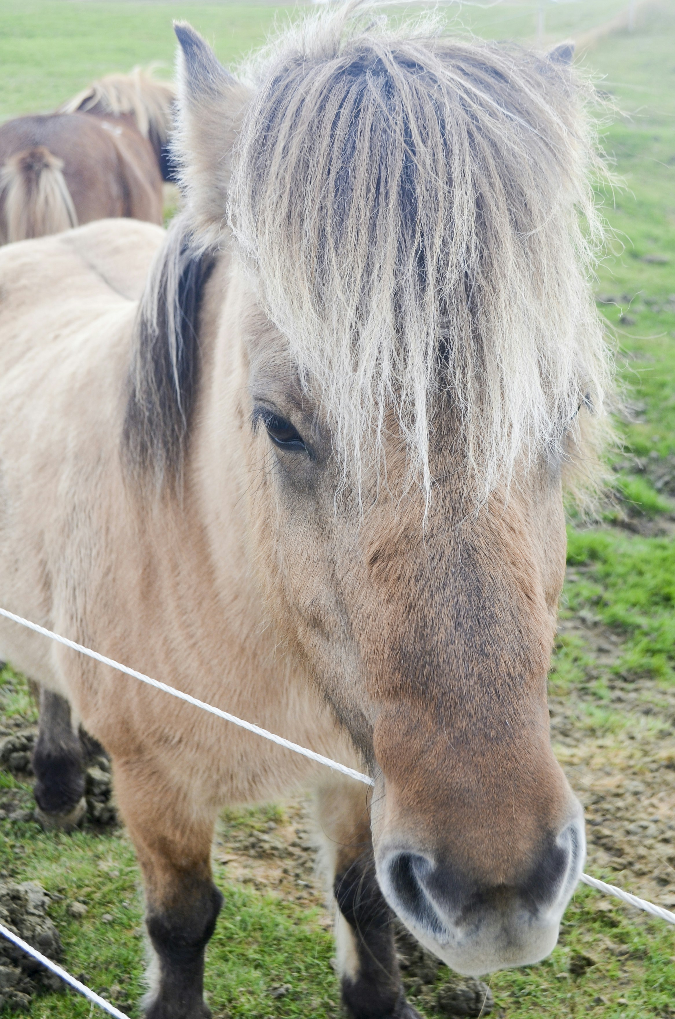 a horse with a long mane standing in a field