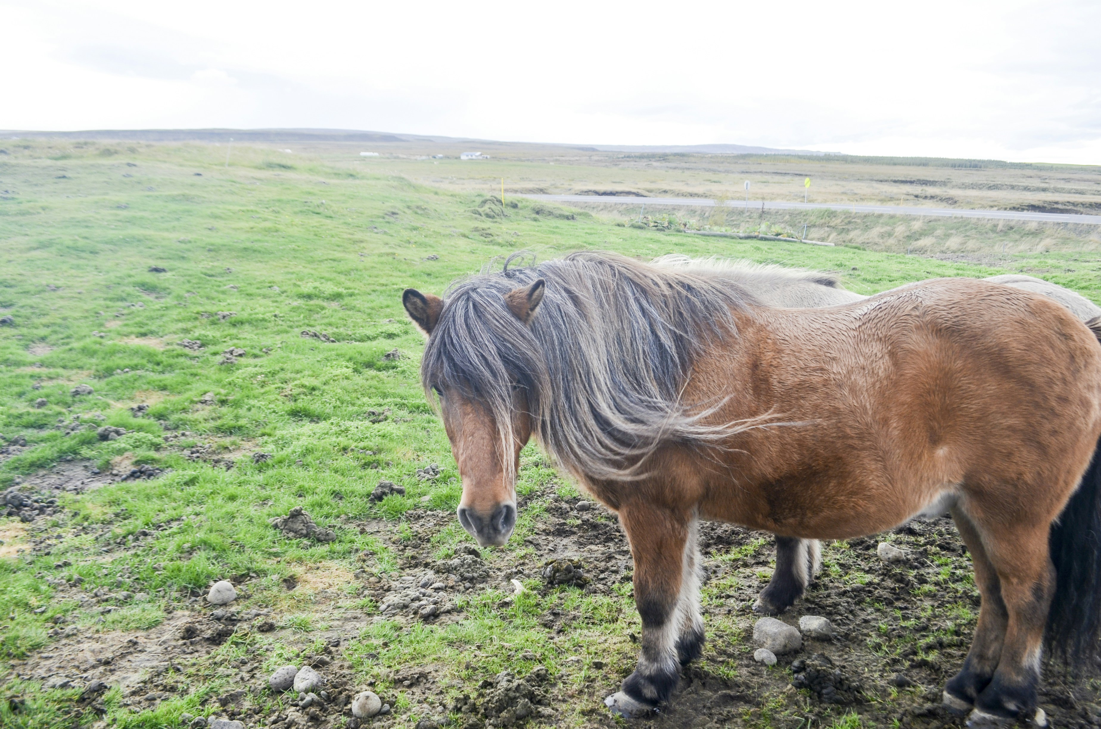a brown horse standing on top of a lush green field