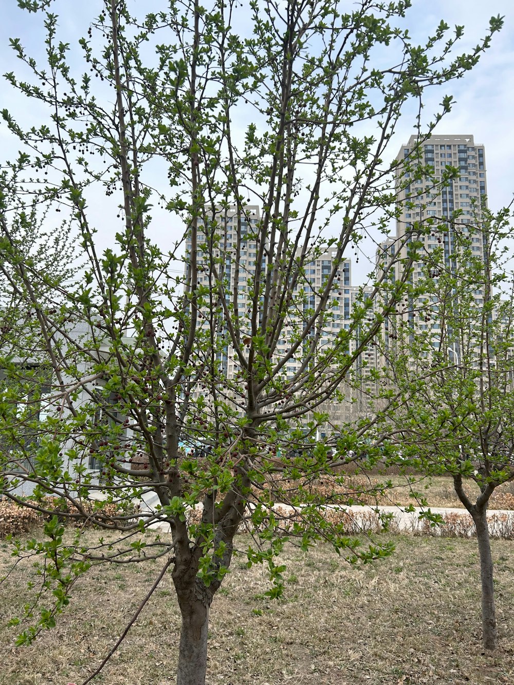 a couple of trees that are in the grass