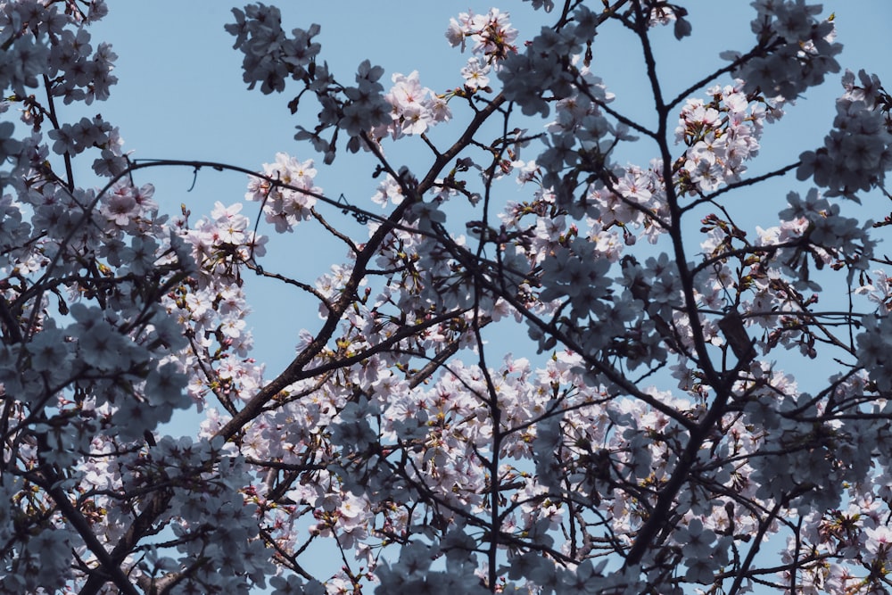 a close up of a tree with white flowers