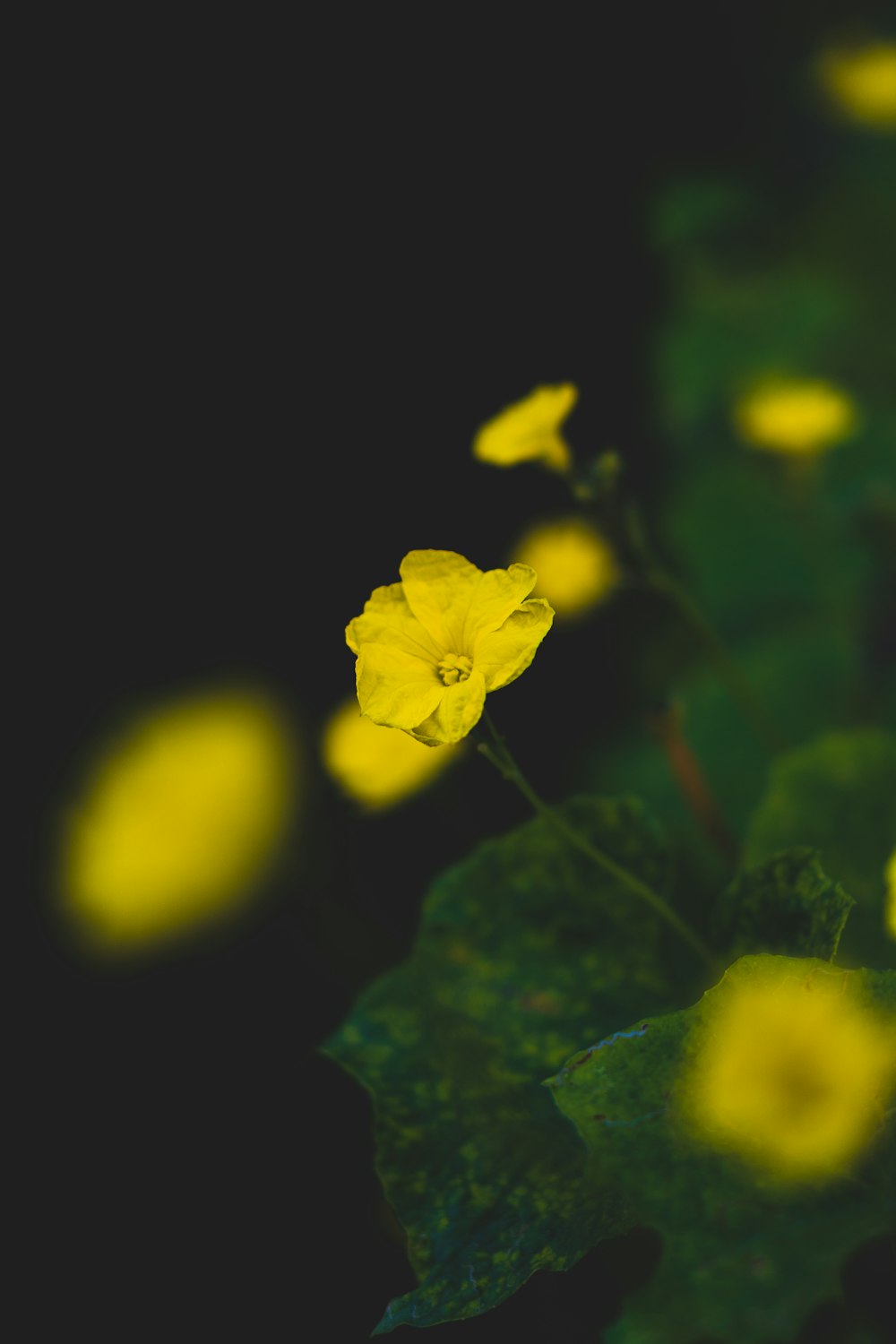 Eine Gruppe gelber Blumen sitzt auf einem üppig grünen Feld