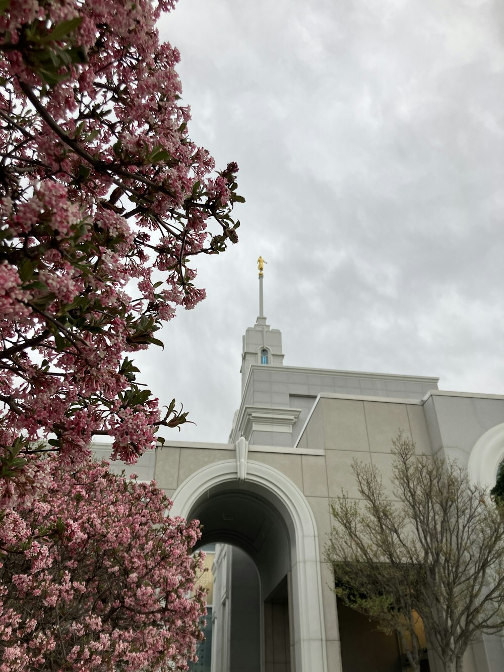 a building with a clock tower and a tree with pink flowers