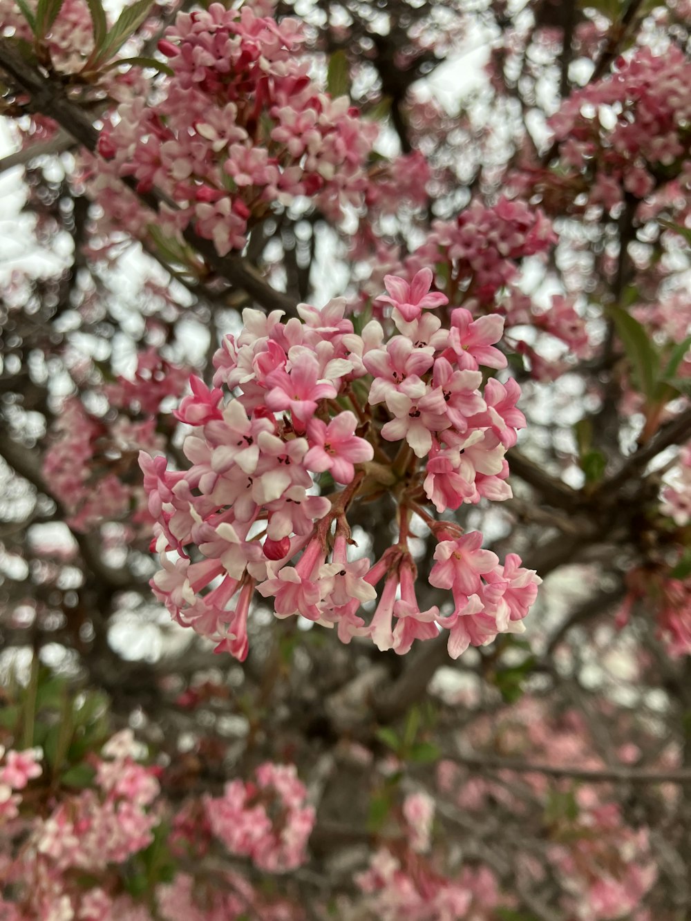 pink flowers are blooming on the branches of a tree