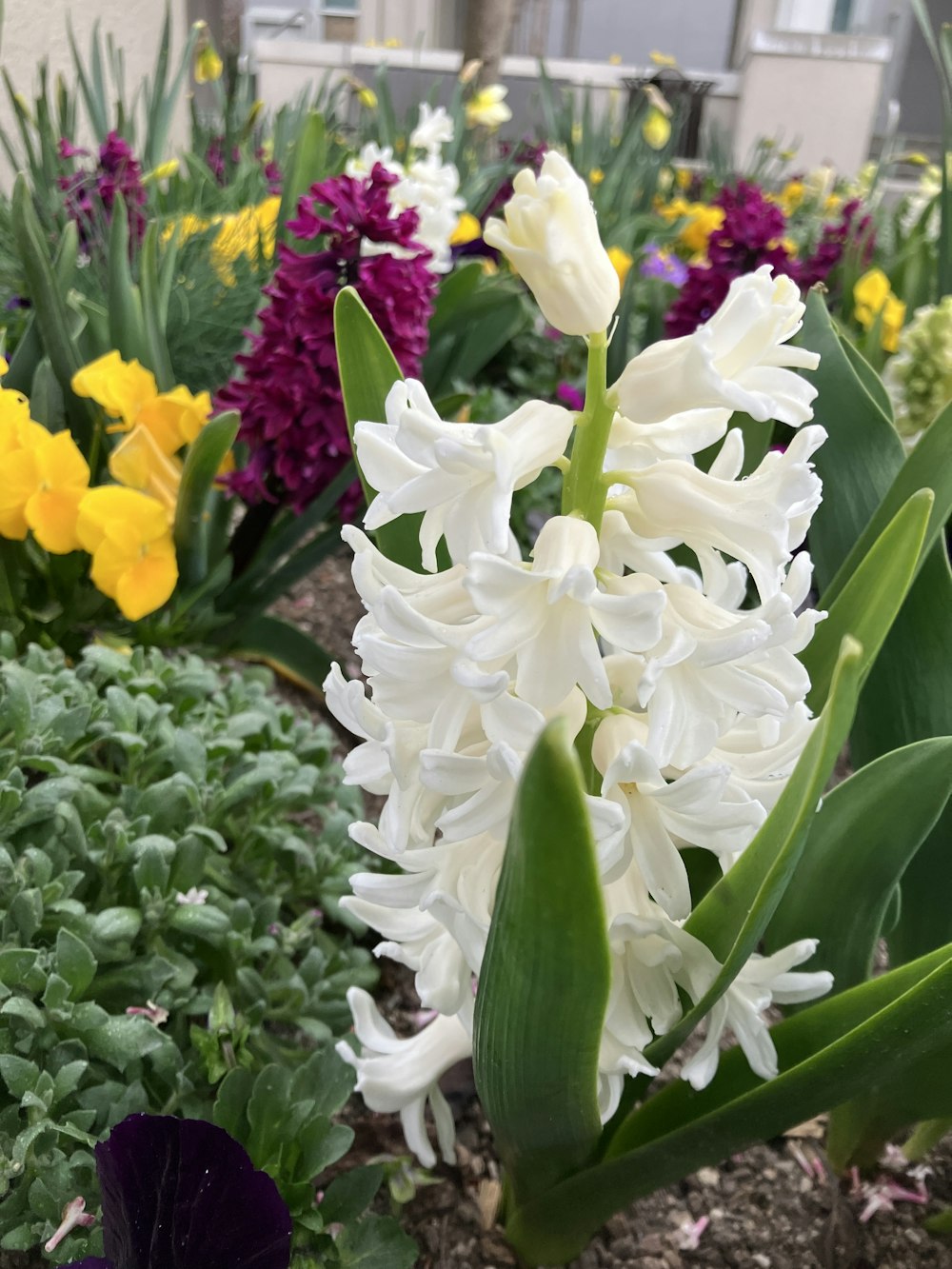 a close up of a flower near many other flowers