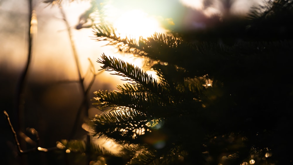 a close up of a pine tree with the sun in the background