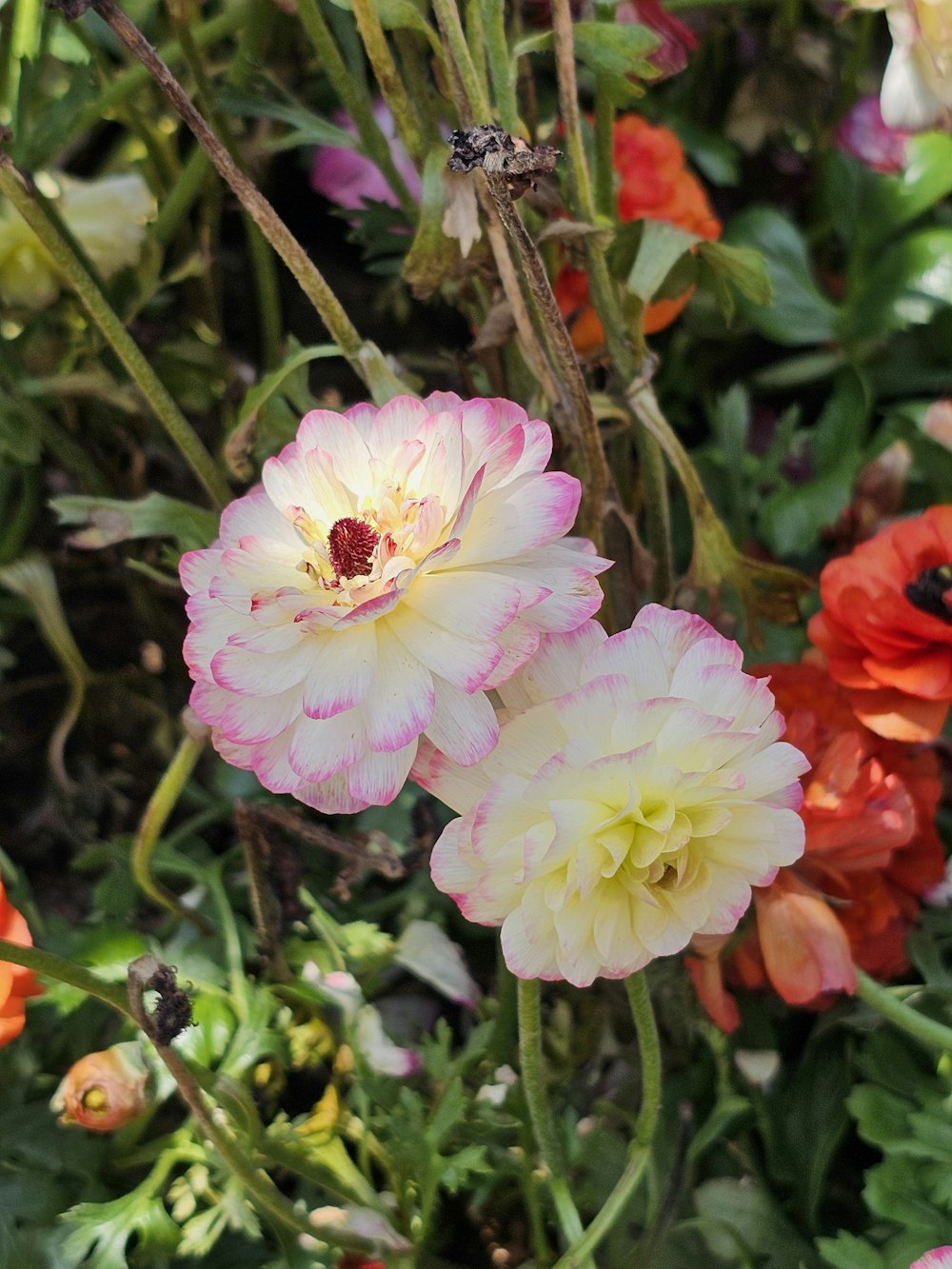 a bunch of flowers that are in the grass