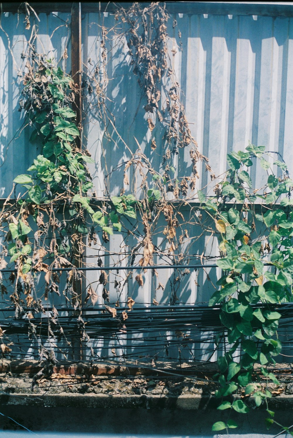 a bench sitting in front of a building covered in vines