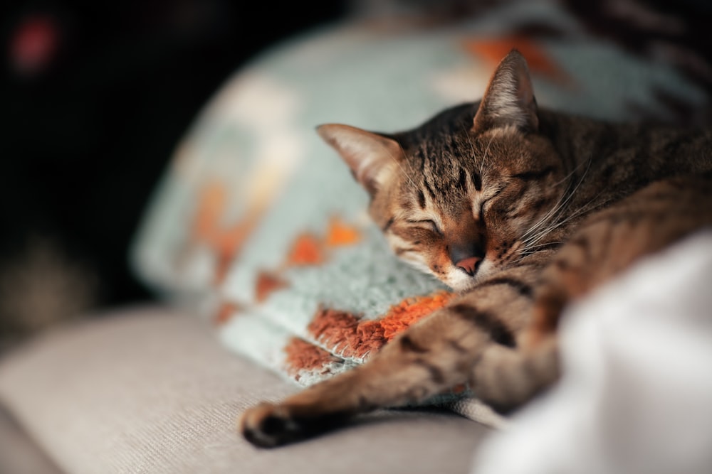 a cat laying on a couch with its eyes closed