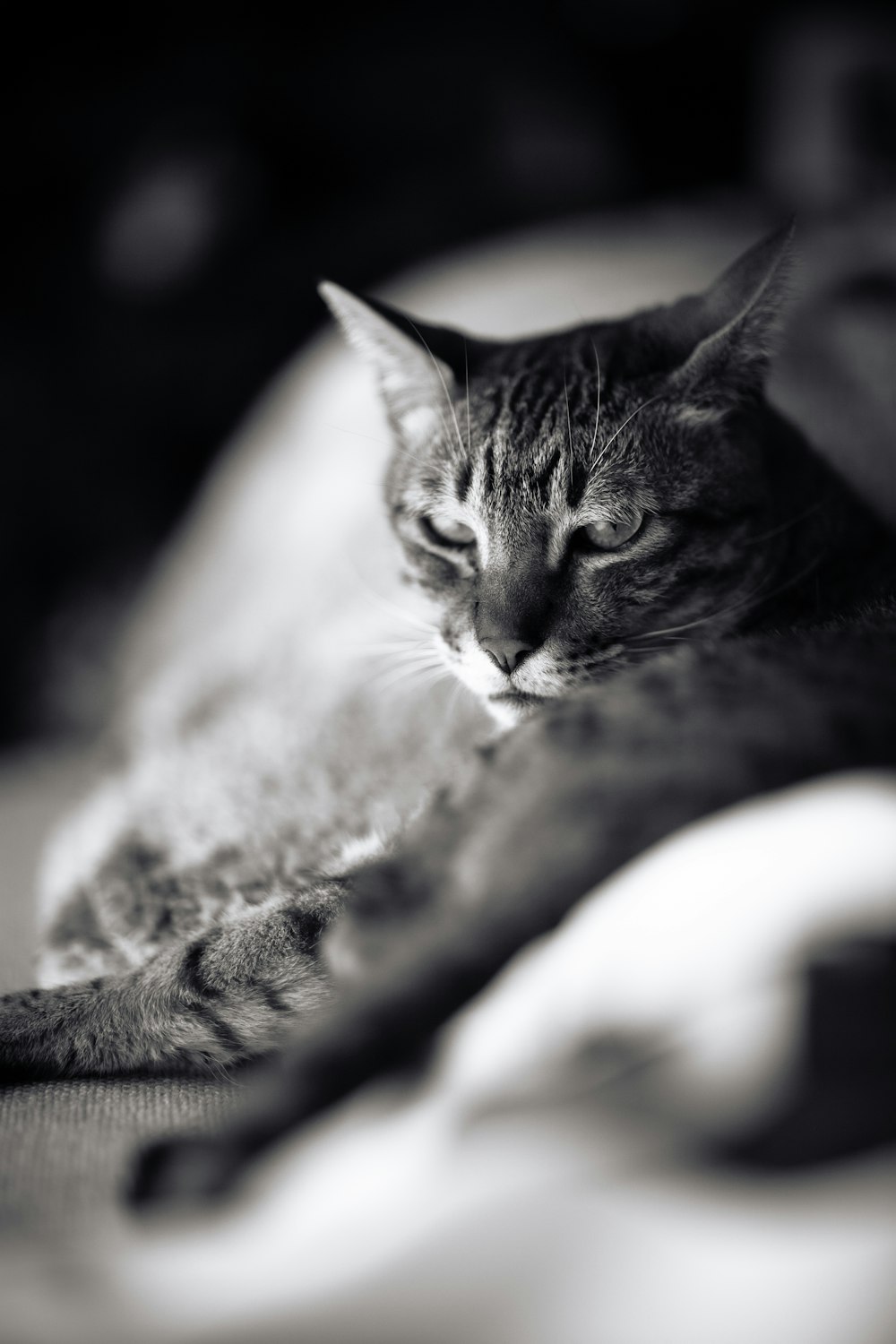 a black and white photo of a cat laying on a bed