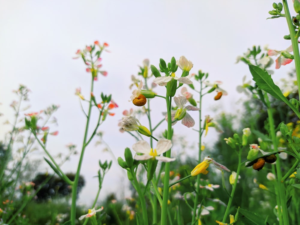 a bunch of flowers that are in the grass