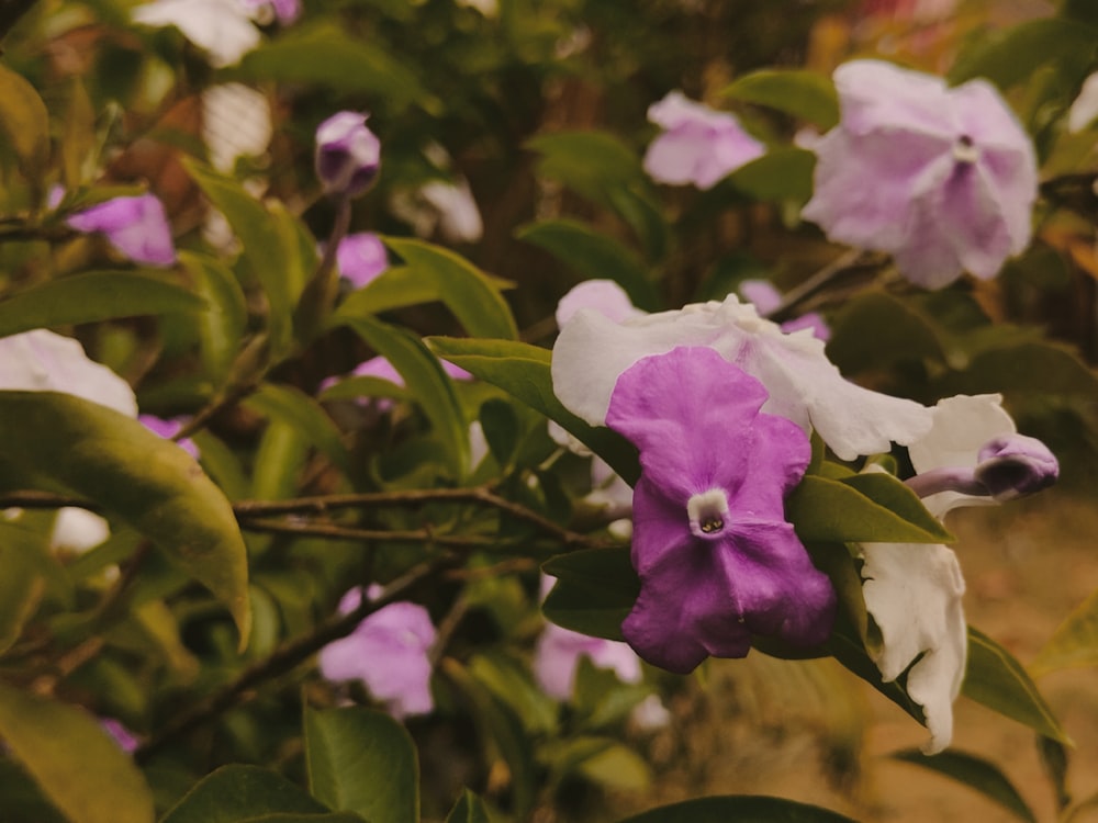 purple and white flowers are blooming on a tree