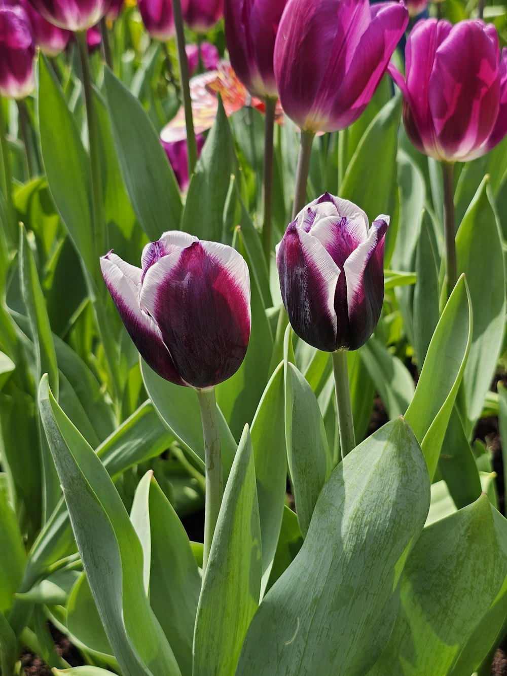 a field of purple flowers with green leaves