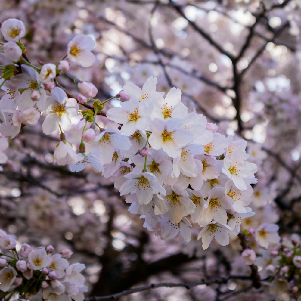 a bunch of flowers that are on a tree