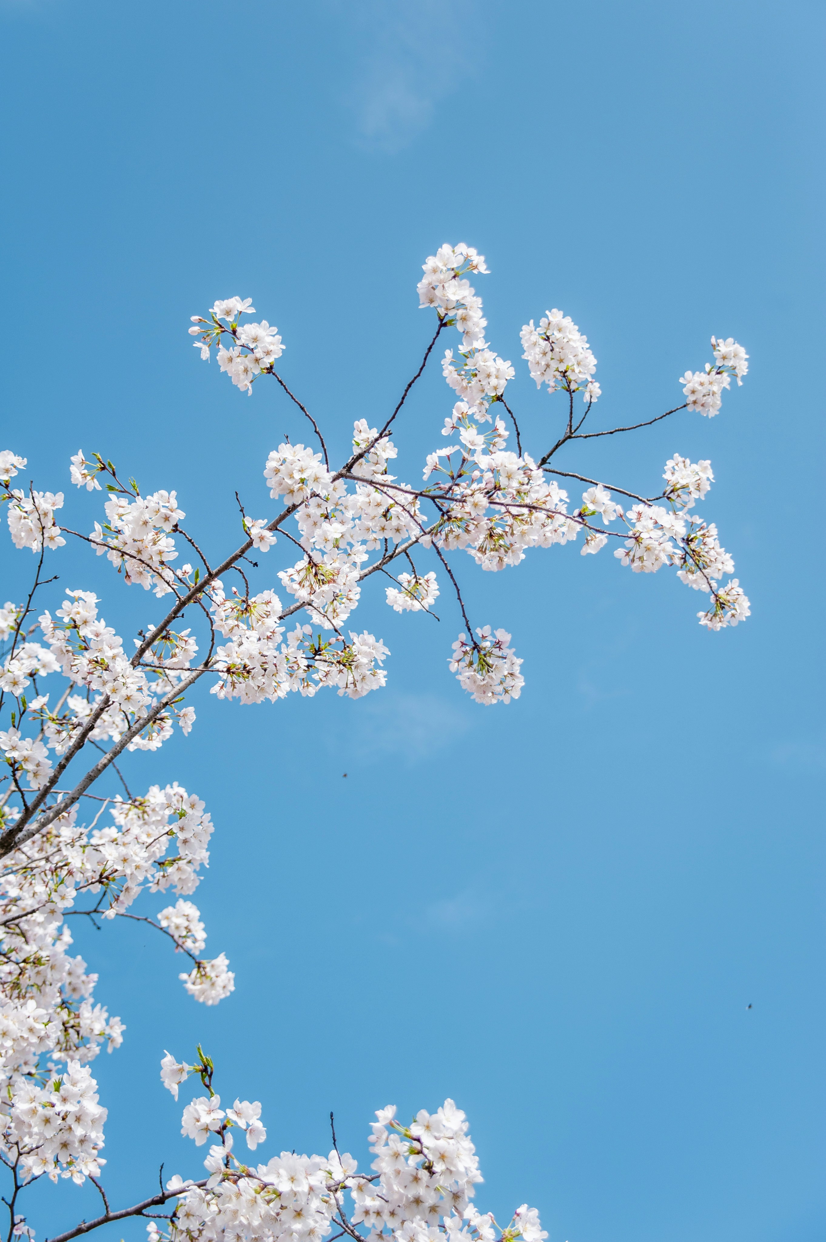 Photo by kevinwang413156