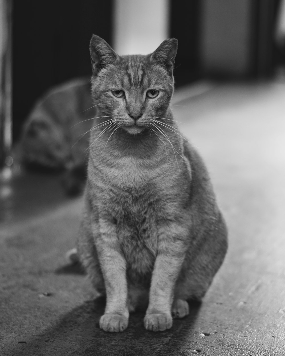 a black and white photo of a cat sitting on the floor
