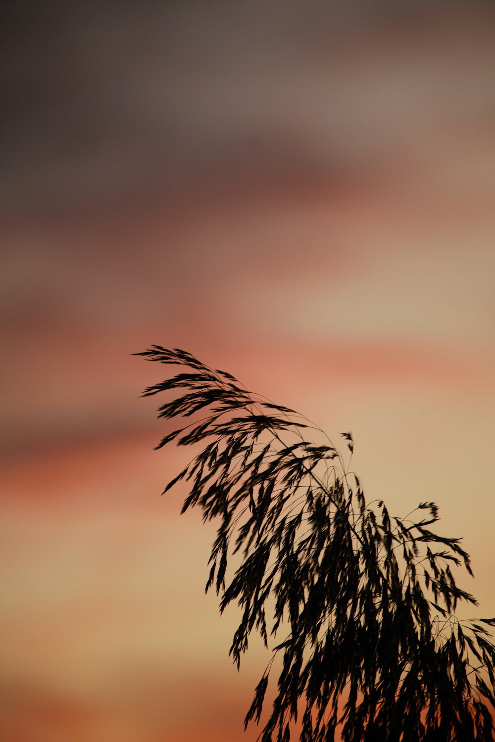 a tree branch with a sunset in the background