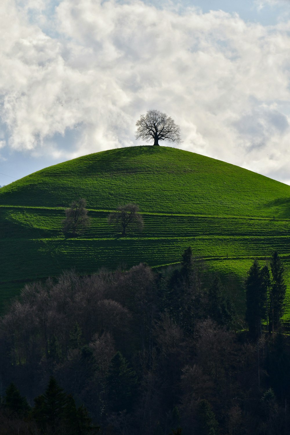 a lone tree sitting on top of a green hill