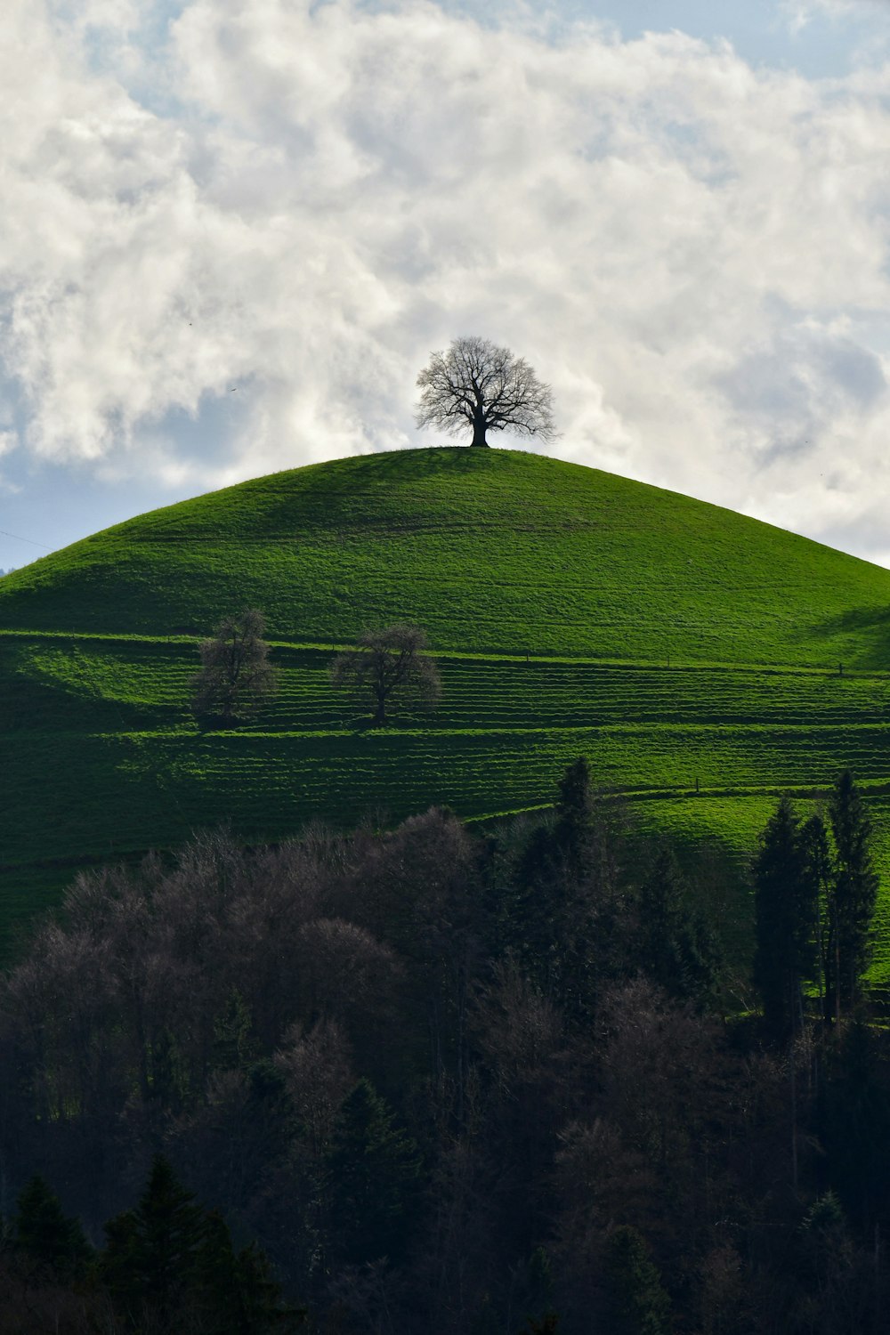 緑の丘の上に佇む一本の木