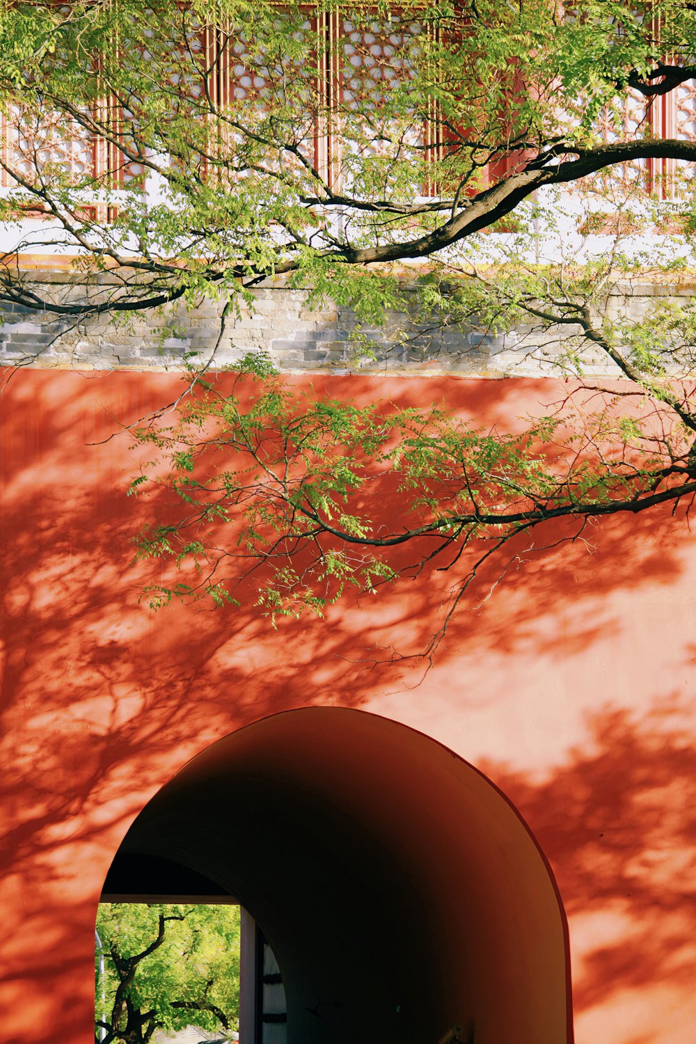 a tree casts a shadow on a red wall