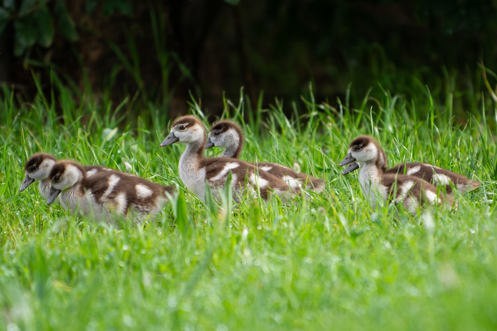 a group of ducks sitting on top of a lush green field