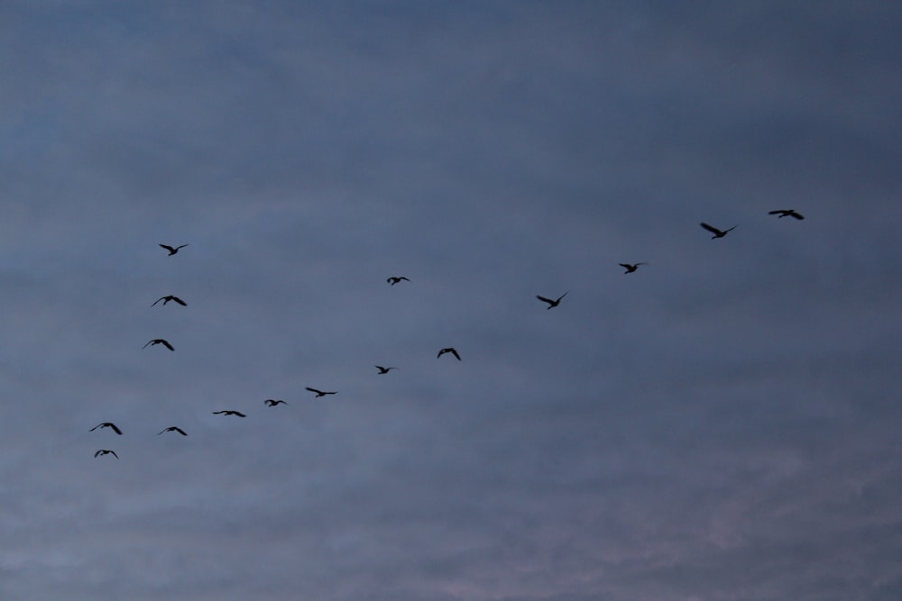 a flock of birds flying through a cloudy sky