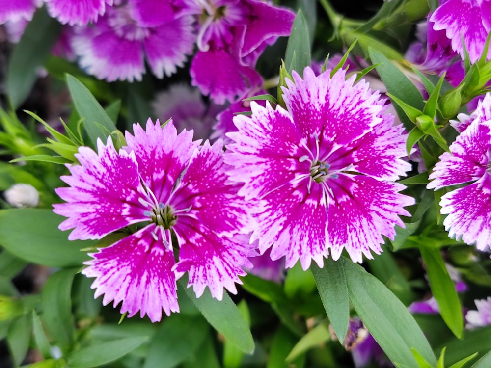 a bunch of purple flowers with green leaves