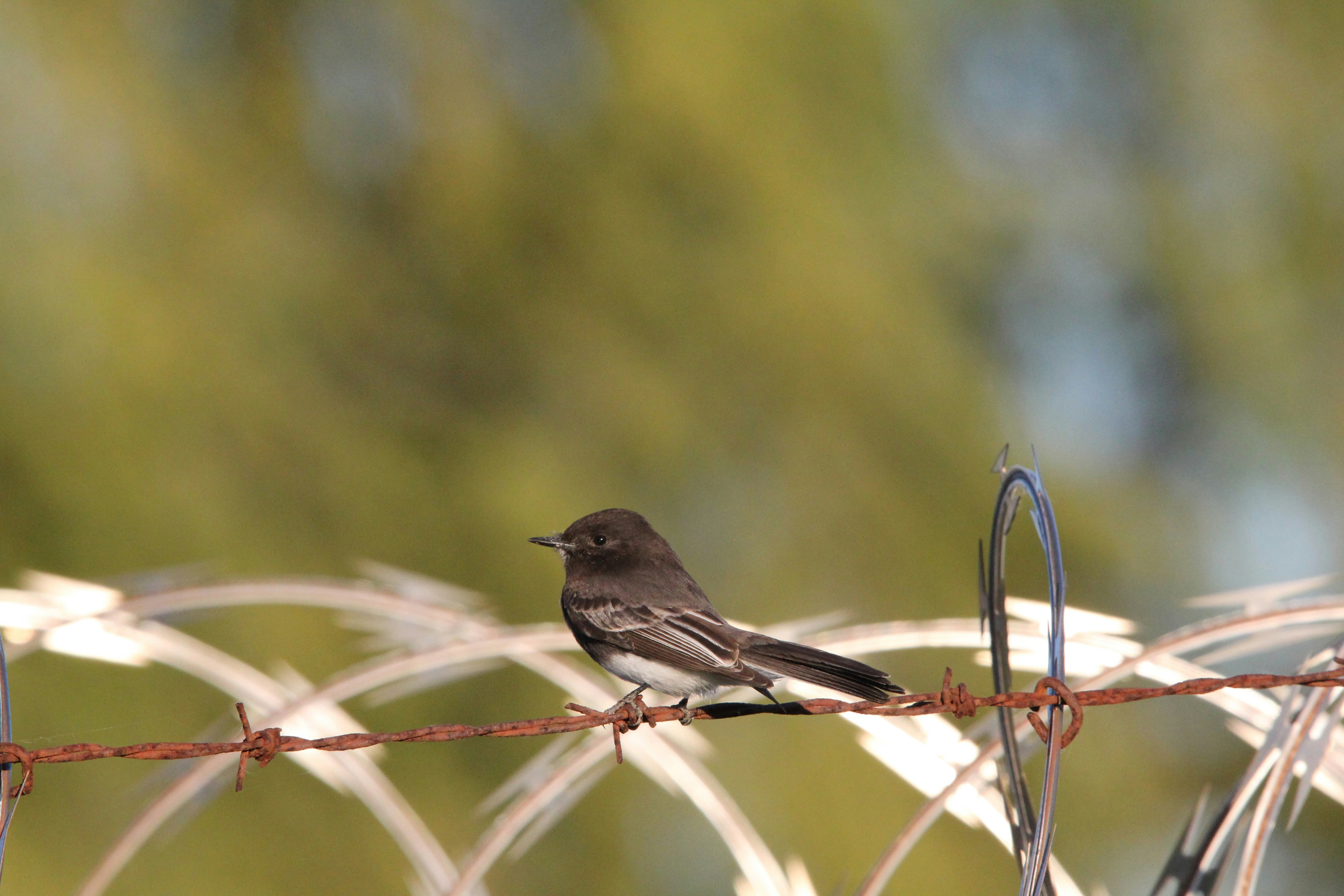 a bird sitting on a barbed wire fence
