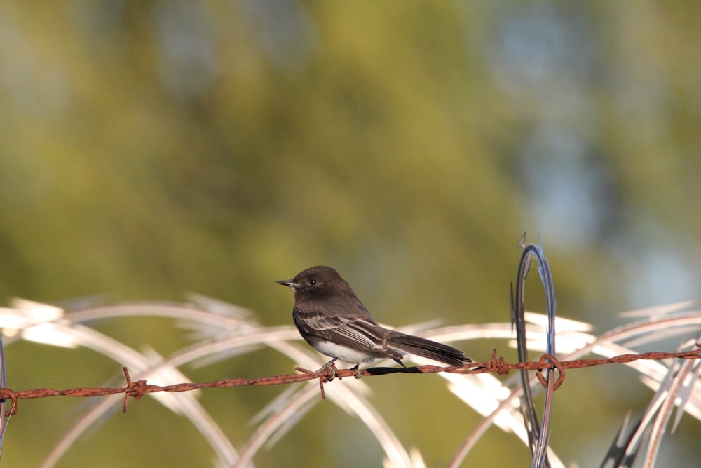 a bird sitting on a barbed wire fence