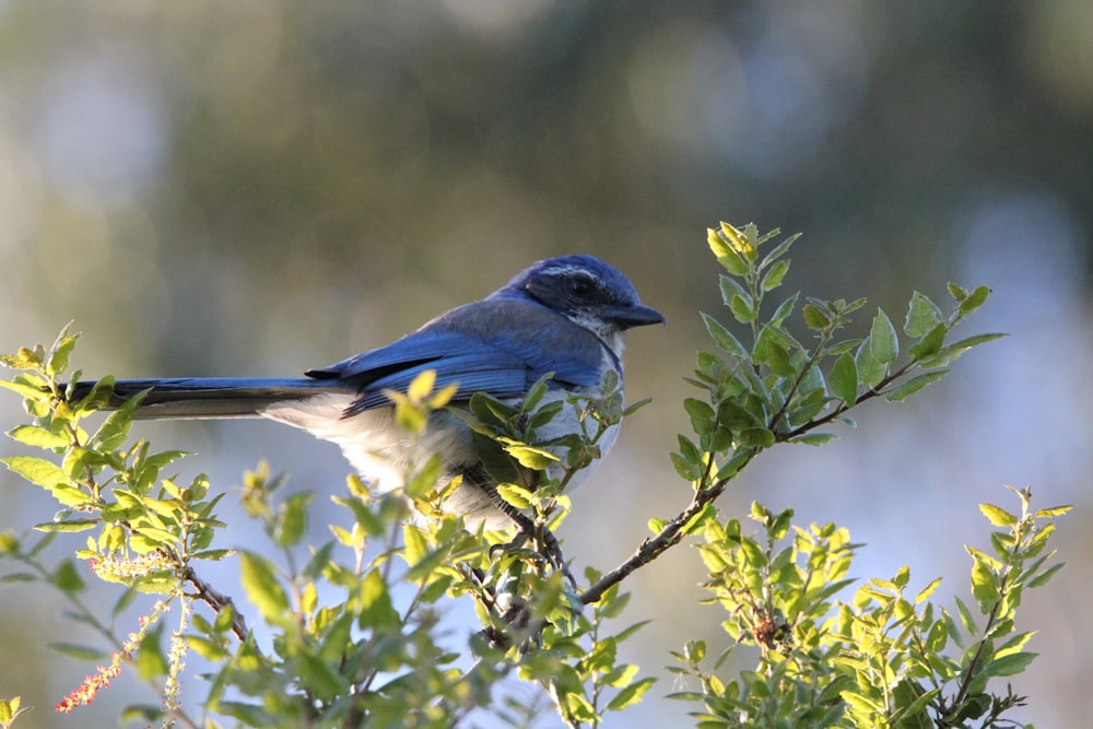 a blue bird perched on top of a tree branch