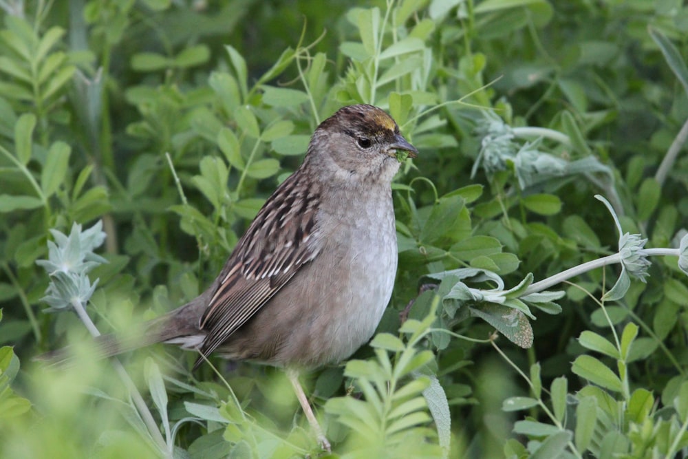 a bird sitting on top of a lush green plant