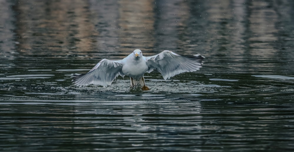 uma gaivota pousando na água com as asas abertas