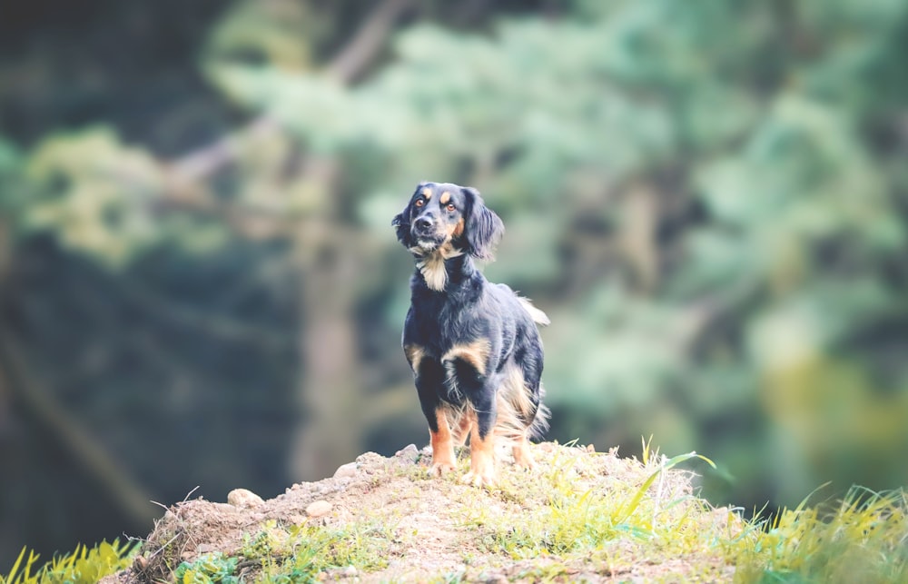 a black and brown dog standing on top of a hill