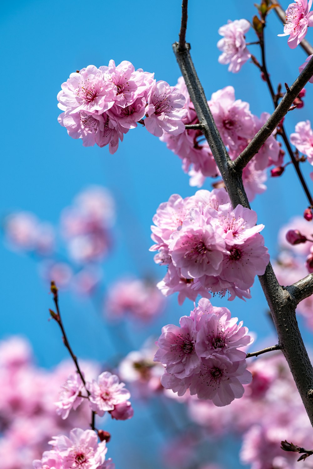 a branch with pink flowers on it against a blue sky