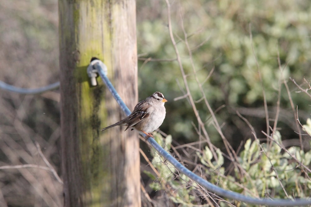 a small bird perched on top of a wooden pole