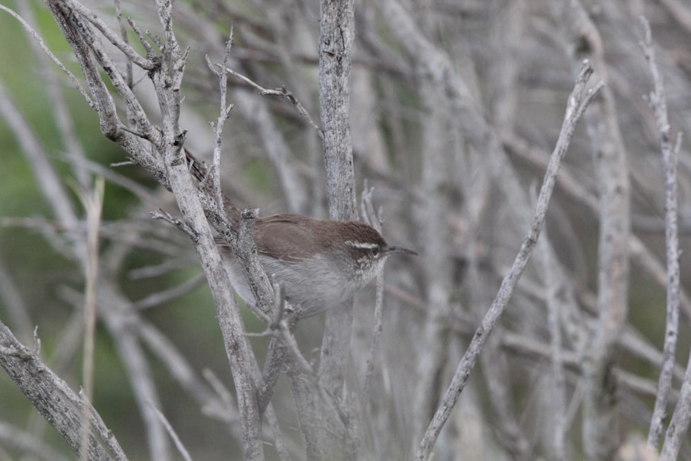 a small bird perched on a tree branch