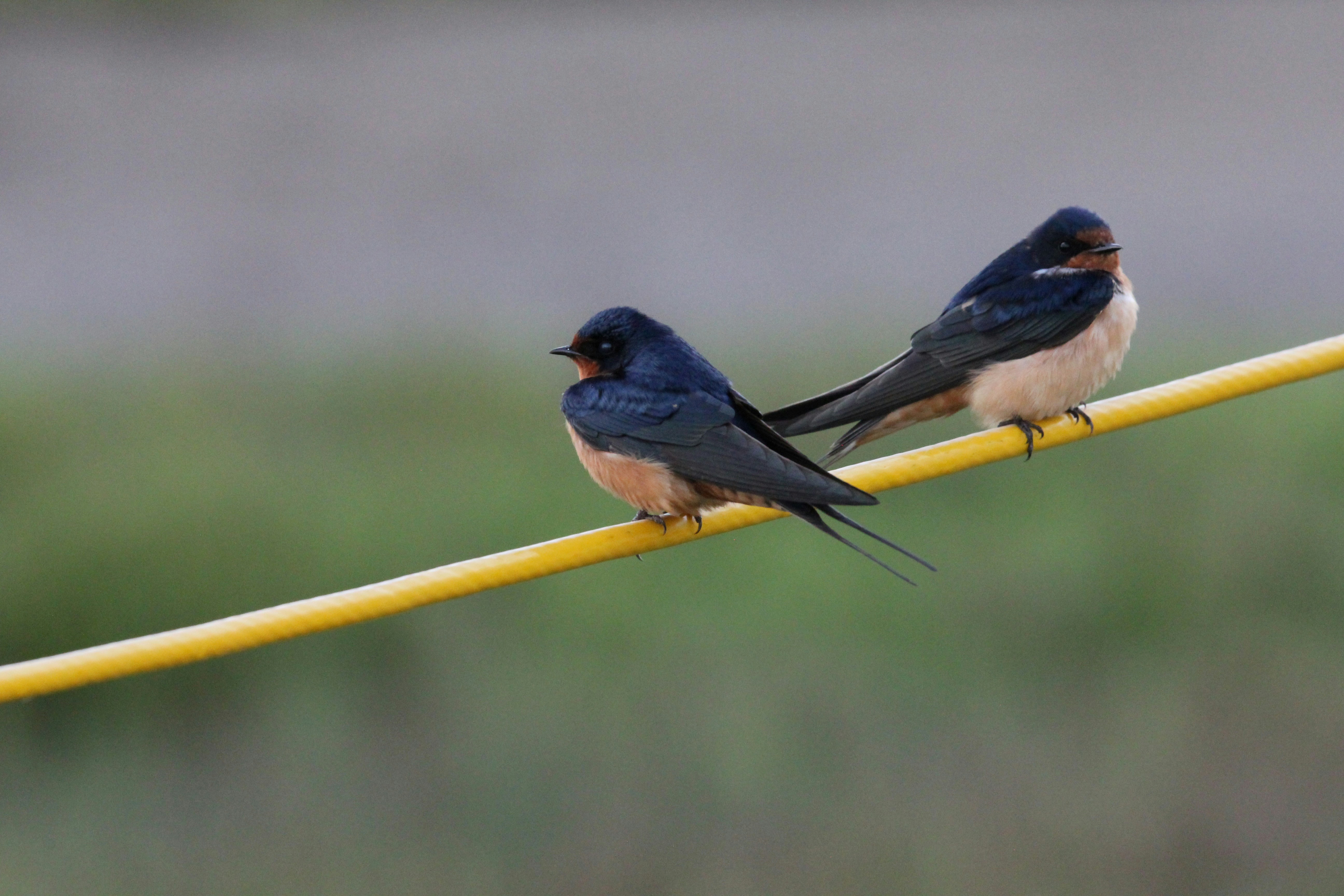 ein paar Vögel, die auf einer gelben Stange sitzen
