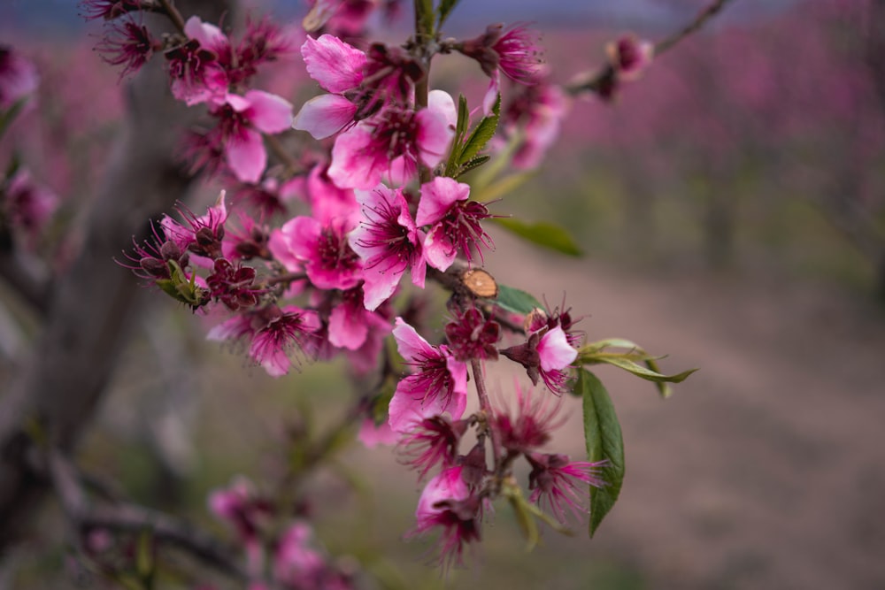 pink flowers blooming on a tree in a field