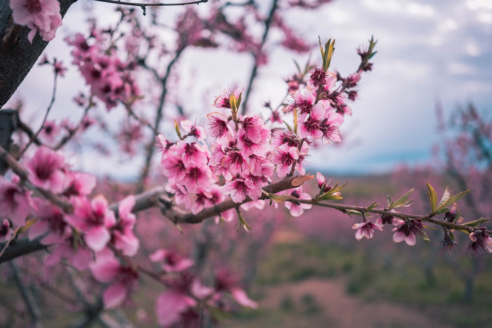 a branch of a tree with pink flowers