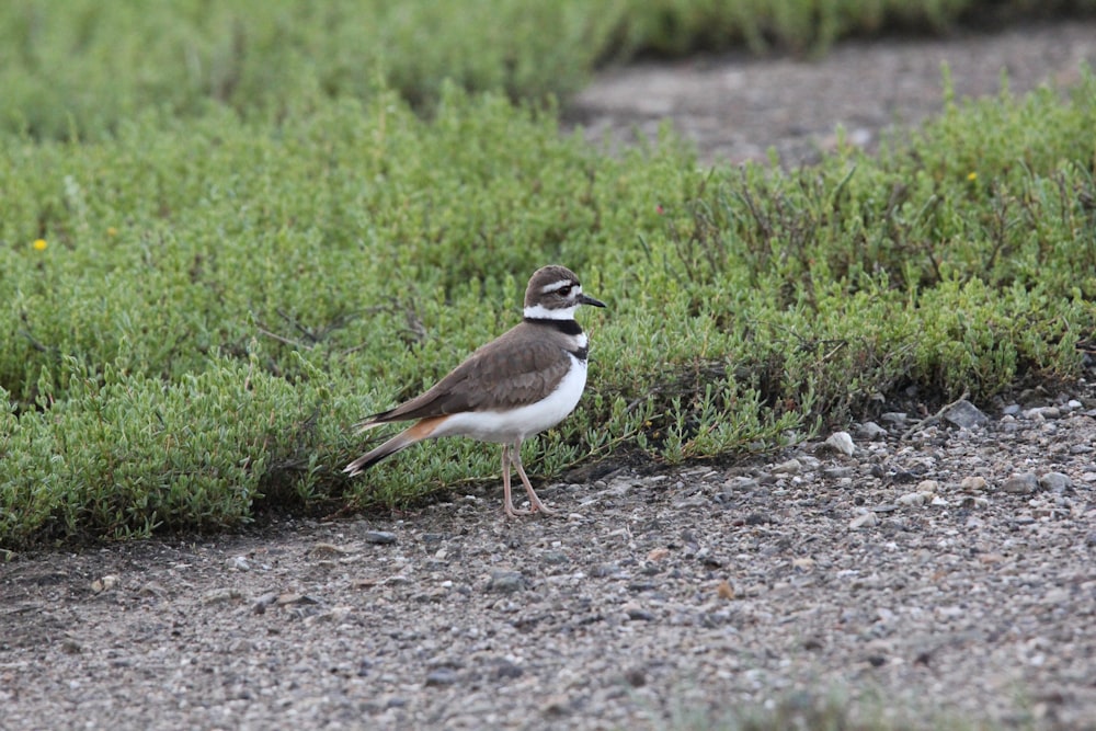 a small bird standing on a gravel road