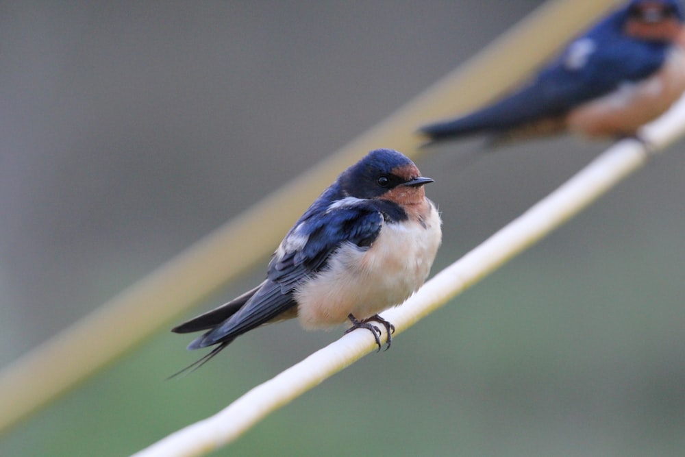 a couple of birds sitting on top of a white wire