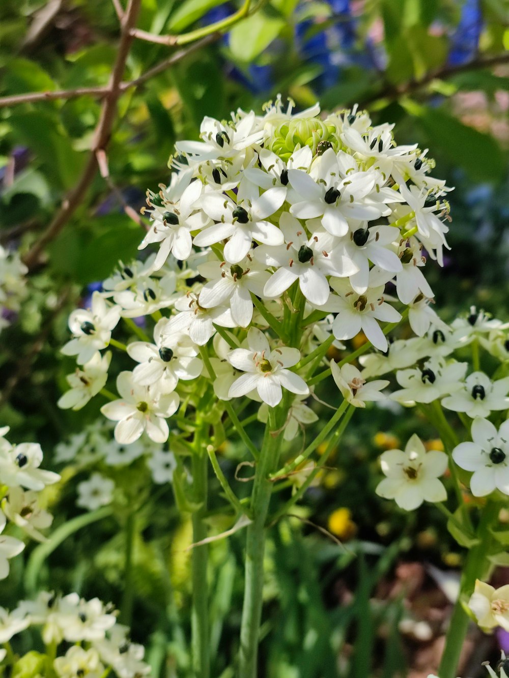 a bunch of white flowers in a garden