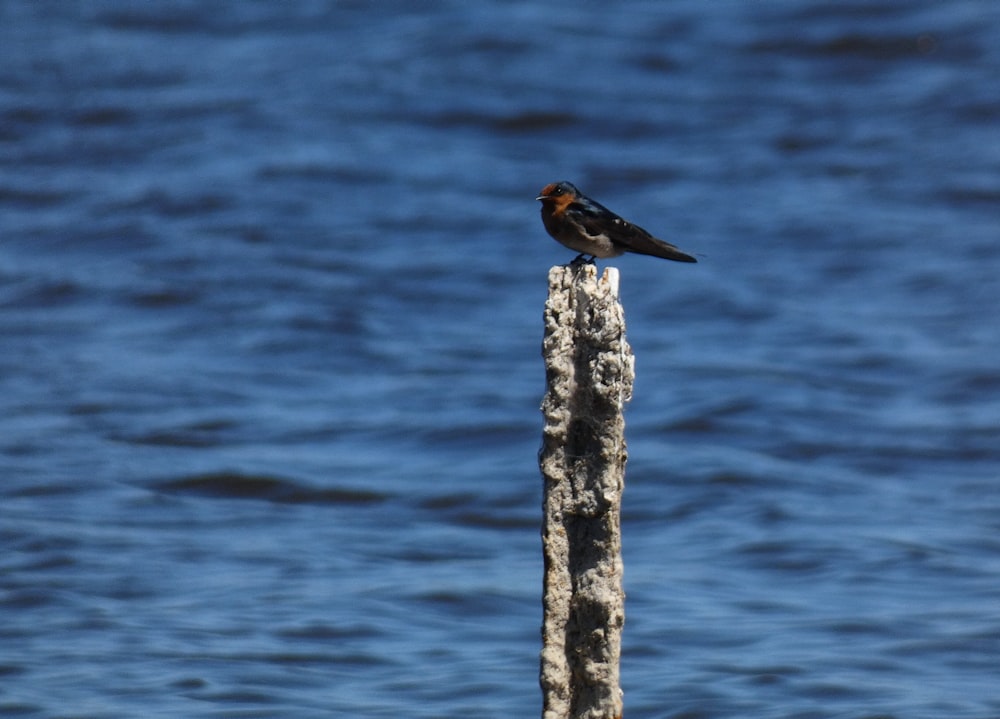 a small bird sitting on top of a wooden post