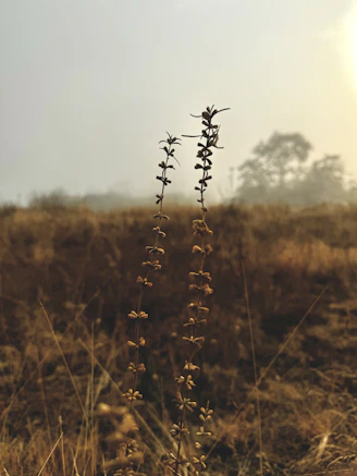 a tall plant in the middle of a field