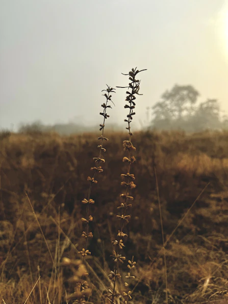 a tall plant in the middle of a field